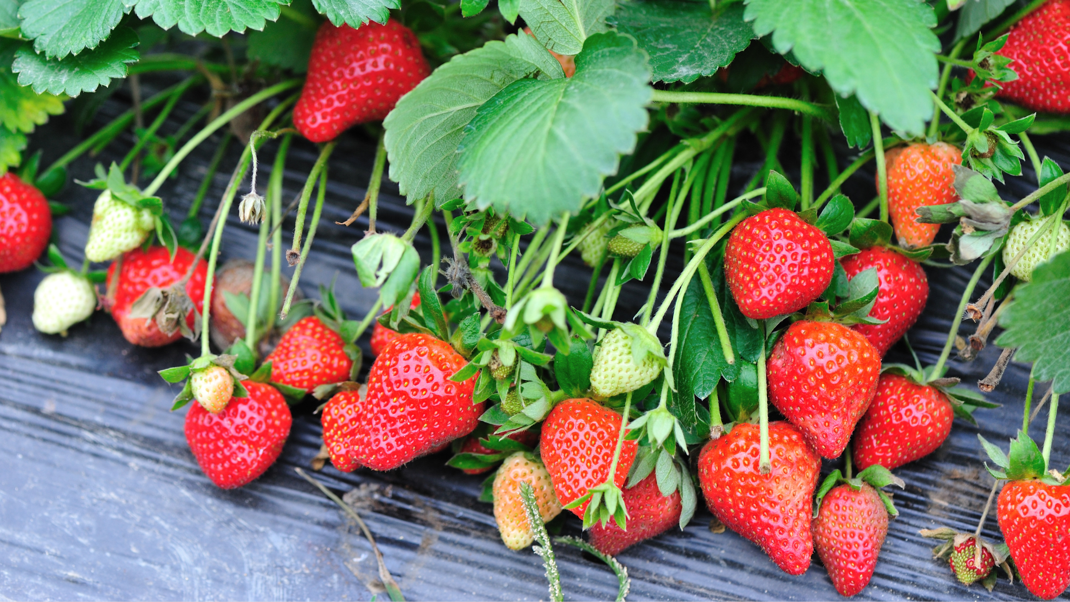 Strawberries
